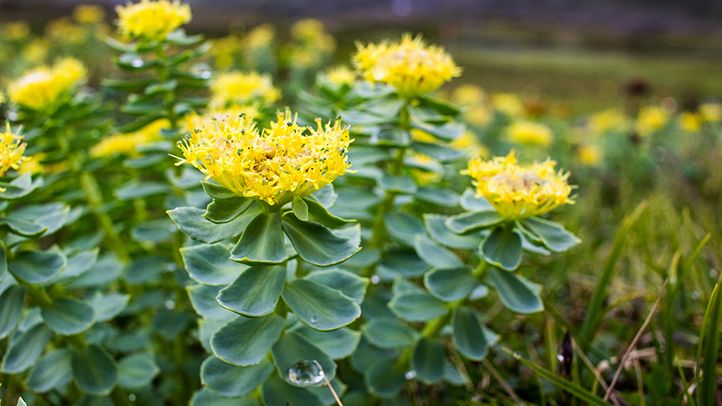 rodhiola fleur jaune complément anti stress