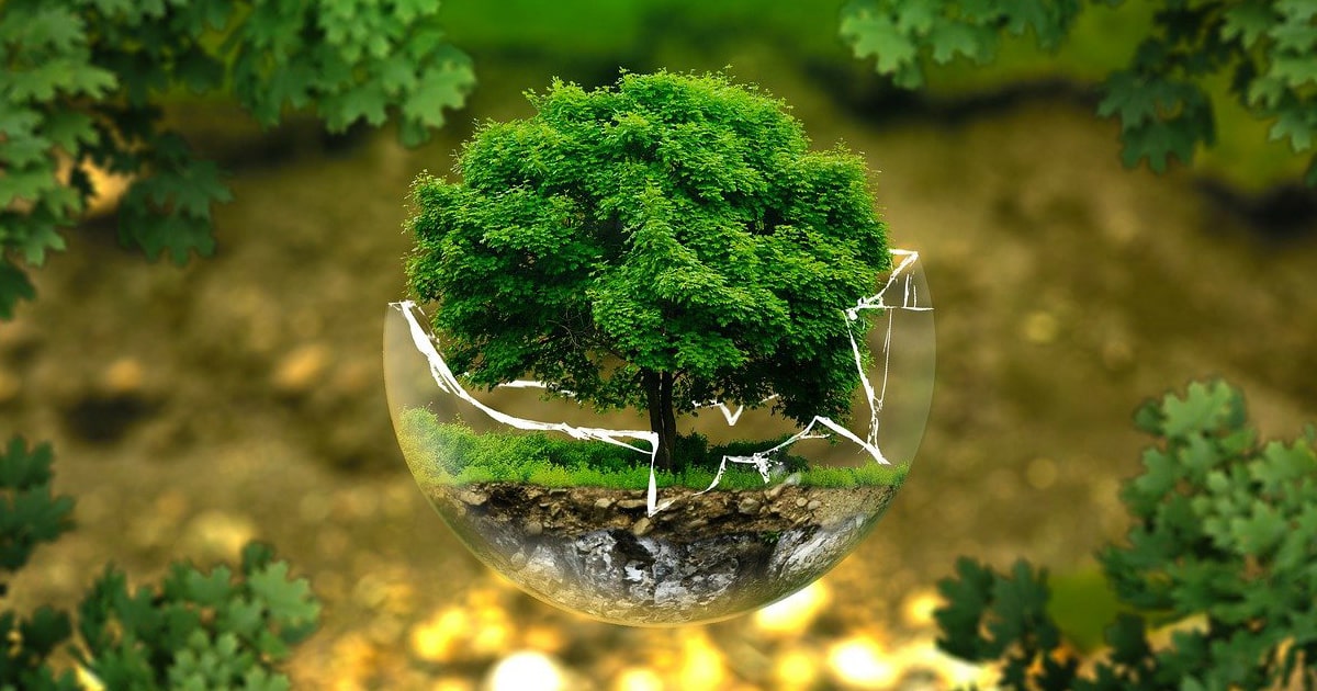 stress écologique arbre solution